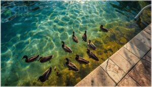 health and maintenance risks from duck visits health and maintenance risks from duck visits