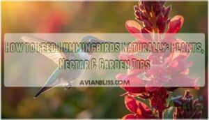 how to feed hummingbirds naturally how to feed hummingbirds naturally
