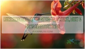 hummingbird facts information hummingbird facts information