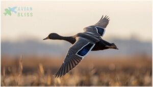 identifying features in flight identifying features in flight