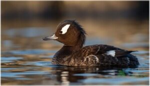 juvenile and immature identification juvenile and immature identification
