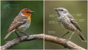 key field marks for accurate species identification key field marks for accurate species identification