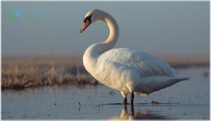 key physical characteristics and size key physical characteristics and size