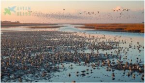 key stopover sites key stopover sites