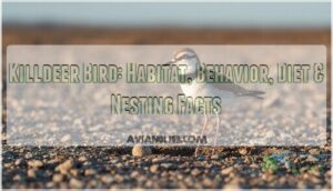 killdeer killdeer