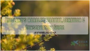 kirtlands warbler kirtlands warbler