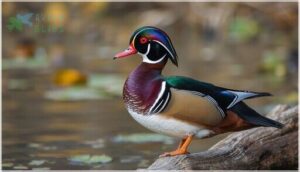 male wood duck plumage male wood duck plumage