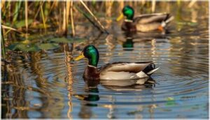 mallard behavior and diet mallard behavior and diet