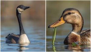 neck and beak variations neck and beak variations