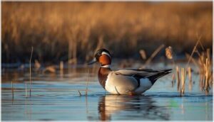 northern pintail northern pintail