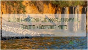 northern rough winged swallow northern rough winged swallow