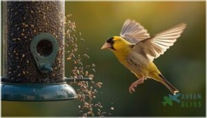 nyjer seed nyjer seed