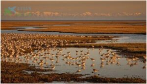 pacific flyway and coastal stopovers pacific flyway and coastal stopovers