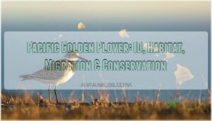 pacific golden plover pacific golden plover