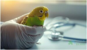 parakeet veterinary care and common illnesses parakeet veterinary care and common illnesses