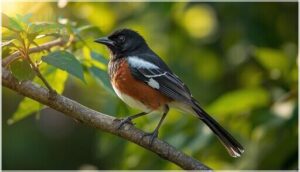 physical characteristics and markings physical characteristics and markings