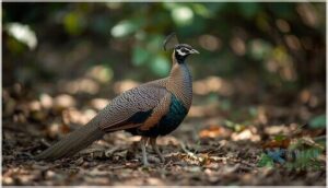 physical characteristics of female peacocks physical characteristics of female peacocks