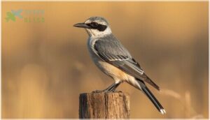 physical features and plumage physical features and plumage