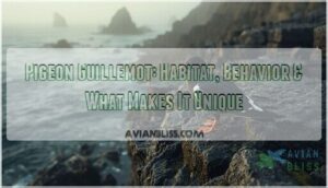 pigeon guillemot pigeon guillemot