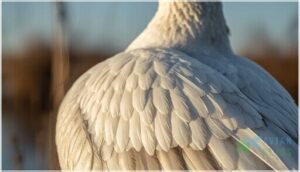 plumage and color morphs plumage and color morphs