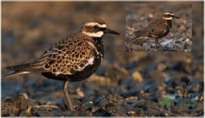 plumage and color patterns plumage and color patterns