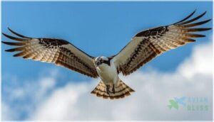 plumage and color patterns plumage and color patterns