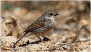 plumage and coloration plumage and coloration