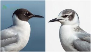 plumage and coloration plumage and coloration