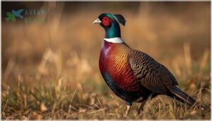 plumage, size, and body structure plumage, size, and body structure