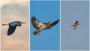 practicing with different bird types practicing with different bird types