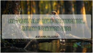 red shouldered hawk red shouldered hawk