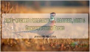 ring necked pheasant ring necked pheasant