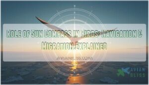 role of sun compass in birds role of sun compass in birds