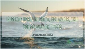 roseate tern roseate tern