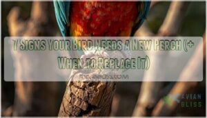 signs your bird needs a new perch signs your bird needs a new perch