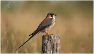 size and physical characteristics size and physical characteristics