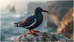 size, shape, and coloration size, shape, and coloration