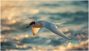 size, shape, and tail streamers size, shape, and tail streamers
