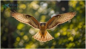 size, shape, and wingspan size, shape, and wingspan