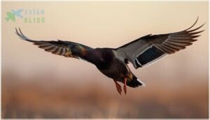size, weight, and wingspan size, weight, and wingspan