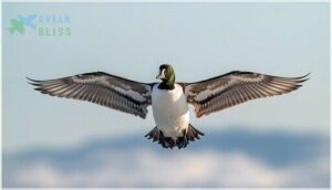 size, weight, and wingspan size, weight, and wingspan