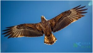 size, wingspan, and shape size, wingspan, and shape