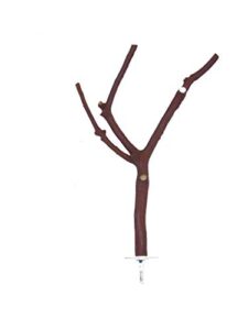 Small Manzanita Bird Perch (7" B0086IQ0DY