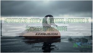 spectacled eider spectacled eider