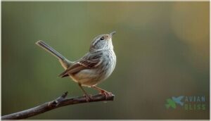 tail bobbing and extended neck tail bobbing and extended neck