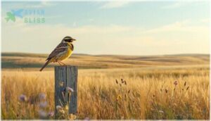 western meadowlark western meadowlark