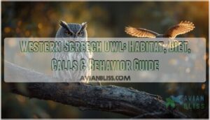 western screech owl western screech owl