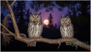 western screech owl vocalizations and calls western screech owl vocalizations and calls