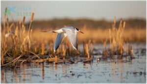 what is a forster's tern what is a forster's tern