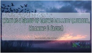 what is a group of crows called what is a group of crows called